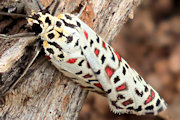 Heliotrope Moth (Utetheisa pulchelloides)